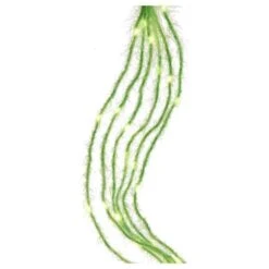 Kurt S. Adler LED Light String Set (51221) -Light Bulbs Shop 512212md