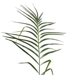 Vickerman Unlit Artificial Palm Tree (525647) 10 Vickerman Unlit Artificial Palm Tree (525647) -Light Bulbs Shop 525647addmd