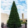 Vickerman Prelit Artificial Christmas Tree (625958) -Light Bulbs Shop 625804lg 2