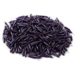 Vickerman Incandescent Mini Replacement Bulbs (500 Pack) (646526) -Light Bulbs Shop 646700pilemd 1